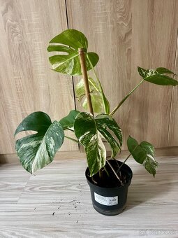Monstera albo - 2