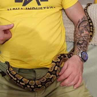 Python regius , python kralovsky, pyton - 2