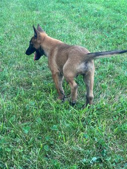 Belgický ovčiak - Malinois - 2