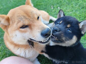 Shiba inu psýky s PP - 2