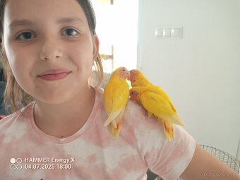 Agapornis ruzovohrdly žltý - 2