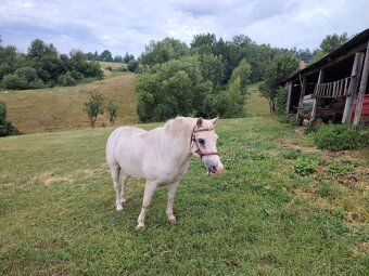 Predám kobylu, kobylku pony - 2