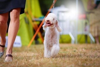 Bedlington terier s PP - 2