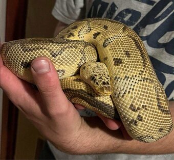 Python Regius/ Pytón Kráľovsky - 2