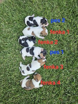 Jack Russell teriér - 2