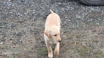 Darujem steniatko - 2