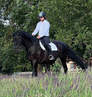 Predám Kladrubákov - 2