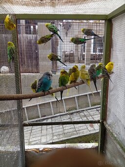 Predám andulky. - 2