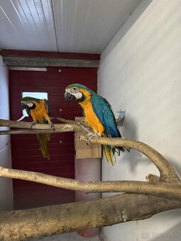 Ara ararauna Samica 2018 - 2