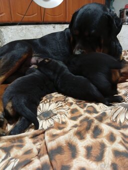 Šteňatá Rottweiler - 2