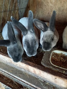 Králiky Rexi - 2