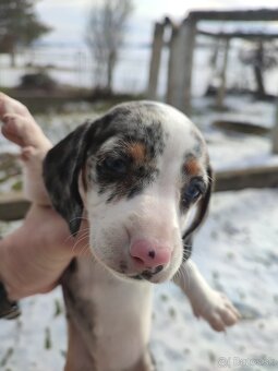 Jazvečik Trpaslici - 2