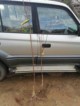 Marhule ,Jedle gaštany - 2