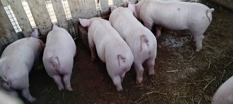 Predám odstavčata - 2