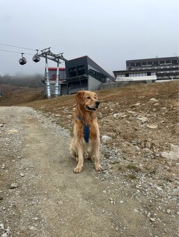Zlatý retriever na krytie - 2