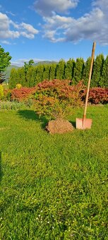 Dráč obyčajný - 2