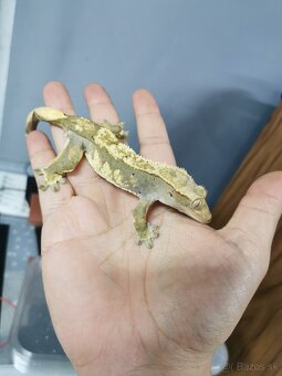 Pagekon riasnaty - 2