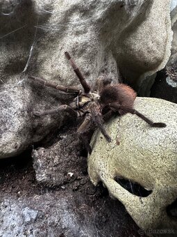 Vtáčkar, pavúk, tarantula - 2