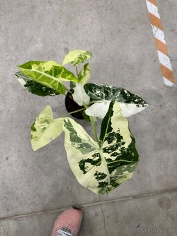 Alocasia Frydek Veriegata - 2