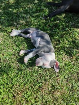 Amstaff , Ameriscky staford - 2