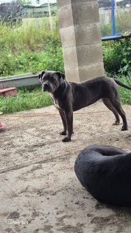 American bully - 2