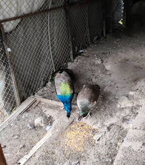 Pávy - 2