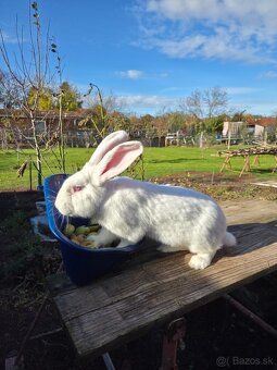 Samcov kralikov nar april 2025 - 2