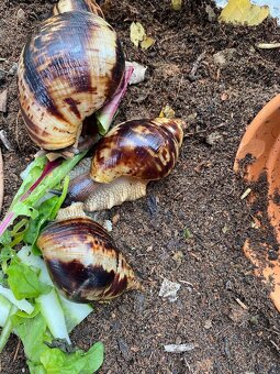 Africke slimáky - 2