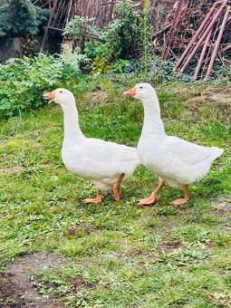 Slovenske biele husi - 2