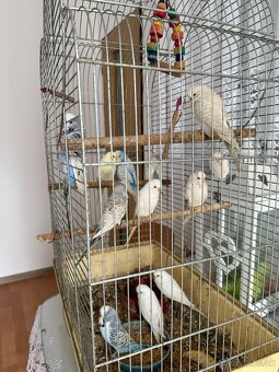 Andulky polovýstavné - 2