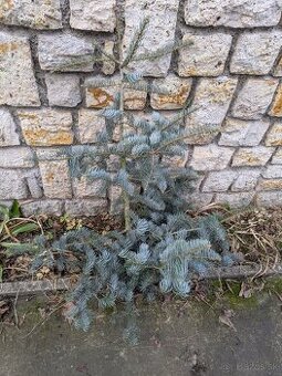 Živý vianočný stromček - 2