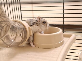 Skrecok s klietkou - 2