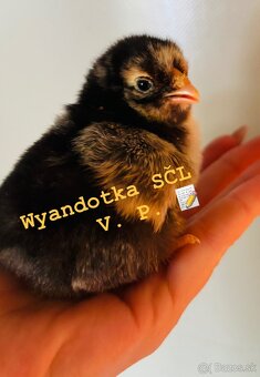 Kuriatka Wyandotky striebornej - čiernolemovanej - 2