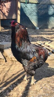 Araucana - 2