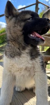 Americka akita bez pp - 2