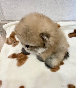 Pomeranian chlapček - 2