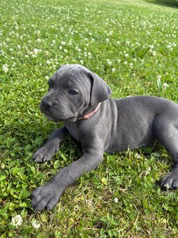Fenky Cane Corso - 2
