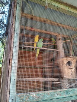 Predám žltú samicu alexander malý - 2