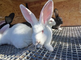 Mix Panónsky a Šarišský obor - 2