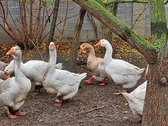 husi a kacice mlade farebne rozne - 2