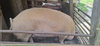 Predám prasatá - 2