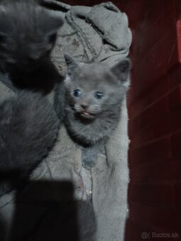 Predám britské mačiatka - 2