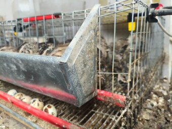 Klietka+ prepelice - 2