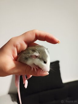 Potkaniky - 2