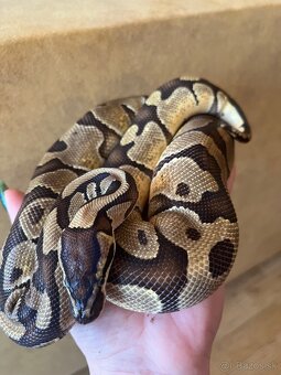 Python regius - 2