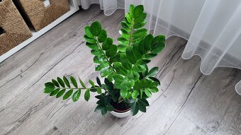 Zamiokulkas (Zamioculcas zamiifolia) - 2