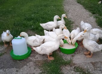 Pekingské kačice, káčeri, 1 moriak a 1 morka - 2
