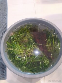 Akvarijne rastinky(Valisneria, mach) - 2