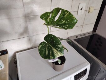 Monstera THAI - 2