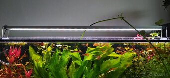 RGB-W LED Twinstar 80BII - 2